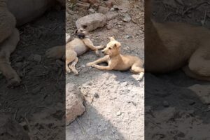Village Cute Puppies Barking in the Sweetest Voice 🐶😍 | Adorable Puppy Moment