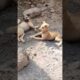 Village Cute Puppies Barking in the Sweetest Voice 🐶😍 | Adorable Puppy Moment