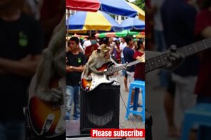Viral monkeys playing guitar in Indonesia #viralvideo  #viralshort  #guitar #monkey #guitarist