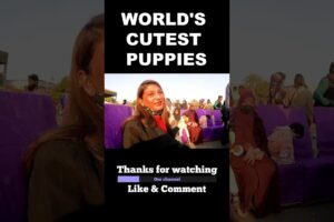 WORLD'S CUTEST PUPPIES