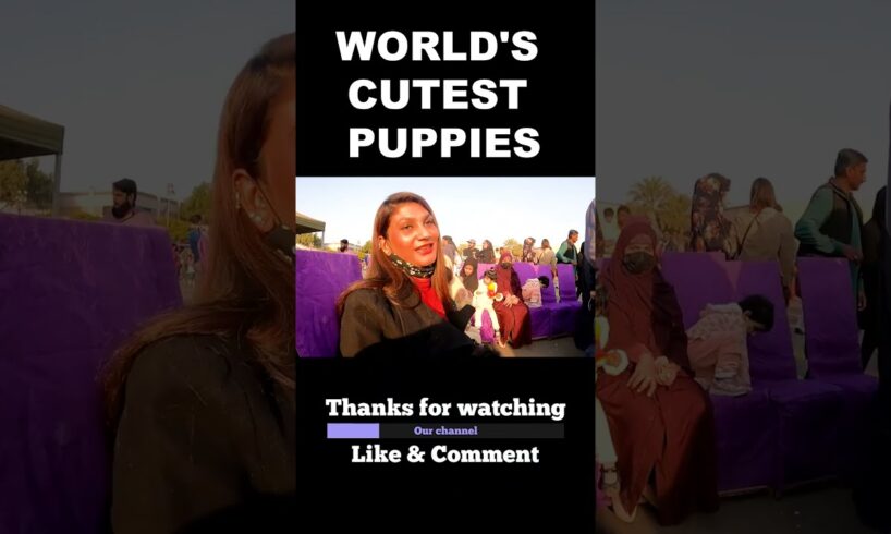 WORLD'S CUTEST PUPPIES