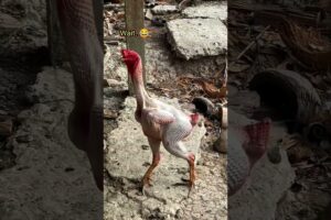 Wait 😅🤣#prishipuns #funny #thetharpuns #aalupyajoke #comedy