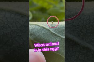 Watch This Mystery Animal Hatch From An Egg! | Dodo Kids