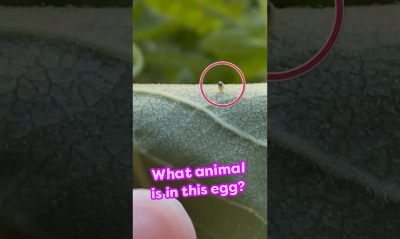 Watch This Mystery Animal Hatch From An Egg! | Dodo Kids