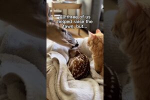 Watching Them Play Together Makes Me Smile 🥹😄 #wholesome #animals #animal #nature