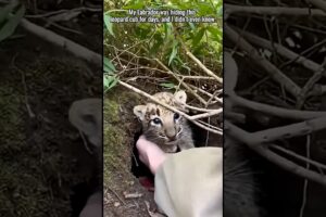We Rescued White Tiger Cubs#tiger #shorts