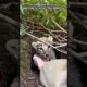 We Rescued White Tiger Cubs#tiger #shorts