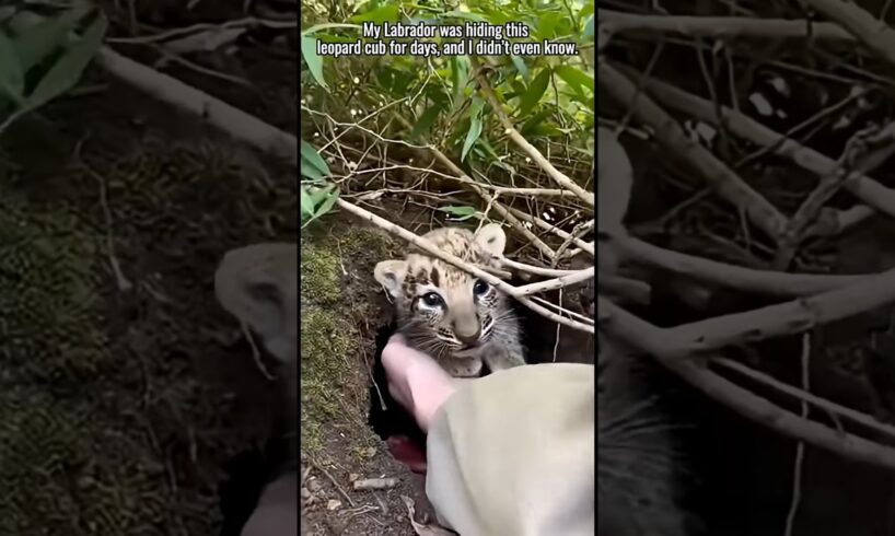 We Rescued White Tiger Cubs#tiger #shorts