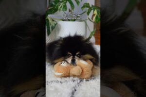 What it’s like living with a Pomeranian 🙈 #pomeranian #dog #relatable