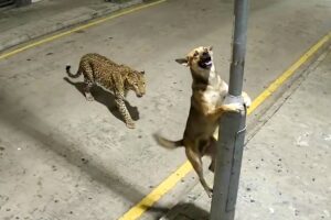 When Animals Get a Reality Check 😱 Best Animal Videos 2025