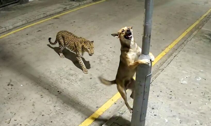 When Animals Get a Reality Check 😱 Best Animal Videos 2025