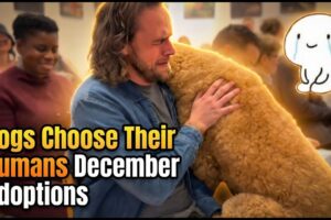 When Dogs Choose Their Humans — Adoption Moments
