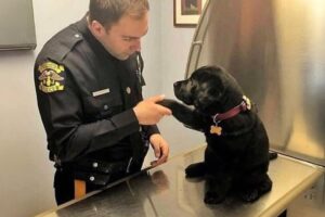 When Puppies Are Being Total Little Humans 😂 Funny Dog and Human Videos