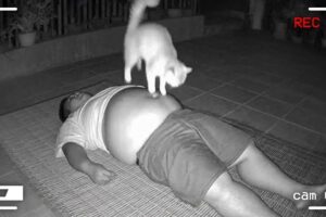 When animals become uncontrollable and are captured on camera