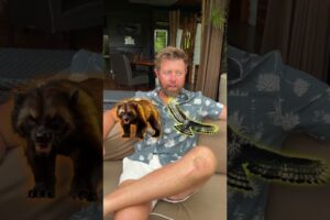 Which Animal Would Win in a Fight?