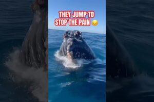 Why Do Whales Jump Like They Lost Their Mind?