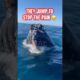 Why Do Whales Jump Like They Lost Their Mind?