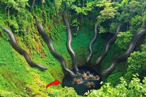 Wild Life Amazon Jungle – When Prey Is Trapped With No Escape