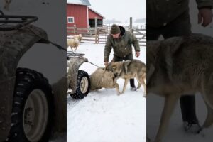 Wild Wolf Drags Sheep off ATV! Farmer Comes to the Rescue!  #wildliferescue