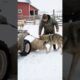 Wild Wolf Drags Sheep off ATV! Farmer Comes to the Rescue!  #wildliferescue
