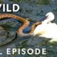 Winner Takes All (Full Episode) | Animal Fight Night | Nat Geo Animals