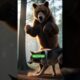 Wolf vs Bear 😱 Epic Forest Animal Fight | AI Wildlife Short