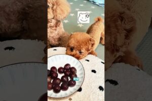 Would a dog steal food without permission?#funnyshorts #pets #cute #love