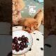 Would a dog steal food without permission?#funnyshorts #pets #cute #love