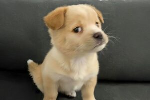 You Will Die From the Cuteness of These Dogs 😍 Top Funniest Puppies in the World!