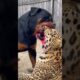 You Won't Believe Who Wins This Animal Fight!😱
