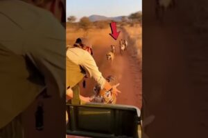 You’ll Cry after Watching These videos Mother Animals Save