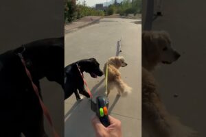 Your dogs will thank you — and so will you, trust me! Double anti-tangle leash is a game-changer 😍