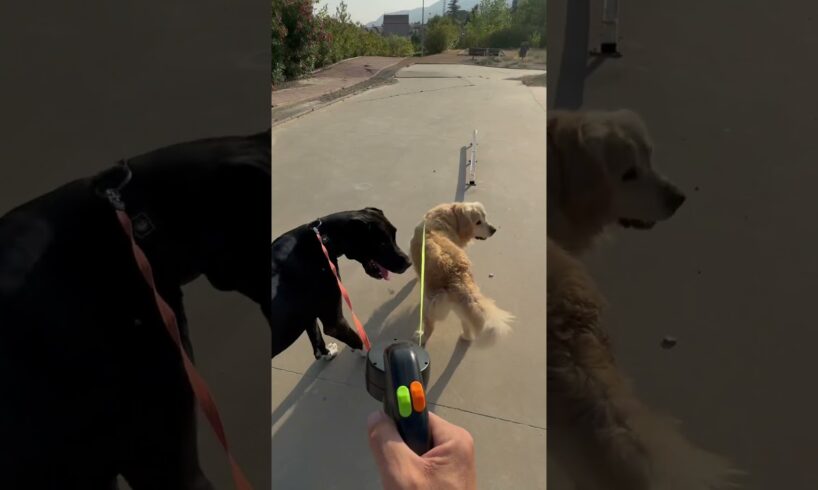 Your dogs will thank you — and so will you, trust me! Double anti-tangle leash is a game-changer 😍