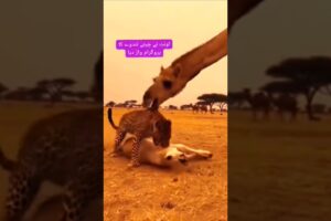 animal fights#trending #funny #shortvideo #shortvideo #shorts #short #animals #anime