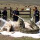 animal rescue: rescue mother horse from giant python attack