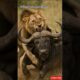 buffalo vs lion 🦁🐃 animal fights #trending #buffalo #lion #wildlife #safari #viral #facts #art #yt
