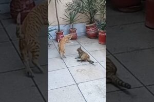 cat playing #cat #cute #kitten #animals #cuteanimal #cutecat #cutepet #cutecats #funny #anmals