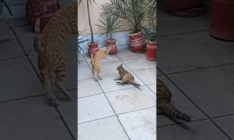 cat playing #cat #cute #kitten #animals #cuteanimal #cutecat #cutepet #cutecats #funny #anmals