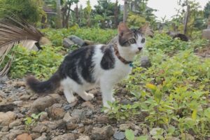 🔥cats are playing in the garden‼️bang fu animals