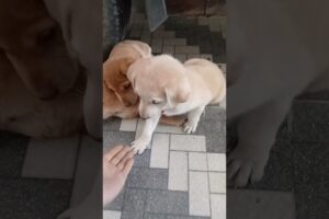 cute puppies 12#puppies #youtubeshorts #yt #haripriyavlogs #shorts #dogs #dogshorts