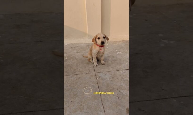 cute puppies 27#puppies #youtubeshorts #yt #haripriyavlogs #shorts #dogs #dogshorts
