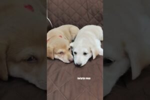 cute puppies 7 #puppies #youtubeshorts #yt #haripriyavlogs #shorts #dogs #dogshorts