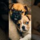 cute puppies adorable video #puppy #cute #cutedog #dog #shorts