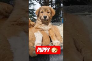 cute puppies adorable video #puppy #cute #cutedog #dog #shorts#subscribe