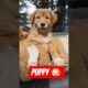 cute puppies adorable video #puppy #cute #cutedog #dog #shorts#subscribe