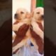 cute puppies adorable video #puppy #cute#cutedog #dog #shorts #puppy #pitbull