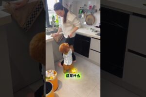 cute puppies adorable video #puppy #cutedog #dog #shorts