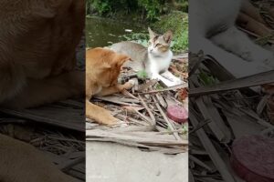 cute puppies and cat best friend #youtubeshorts #animals #cuteanimal #naturelovers #cute