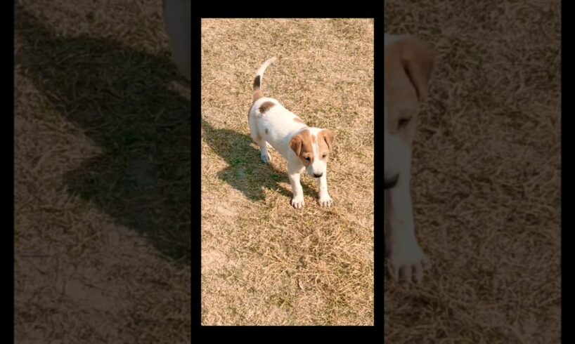 cute puppies 🐶😍💞#cutebaby #puppy # trending #kuttumakuttu #shorts