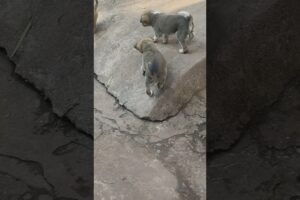 cute puppies 🐕 cutest puppy #animalloverkrish #puppy #dog #cute #trendingshorts